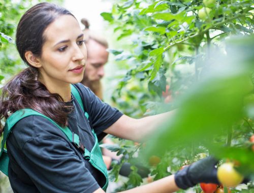 aquaponics-in-germany