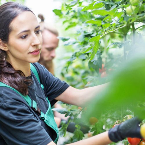 aquaponics-in-germany