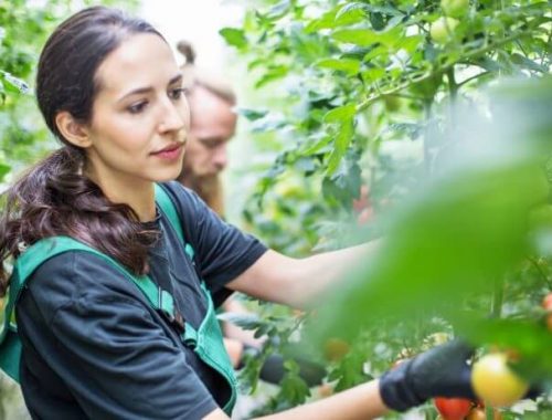 aquaponics-in-germany