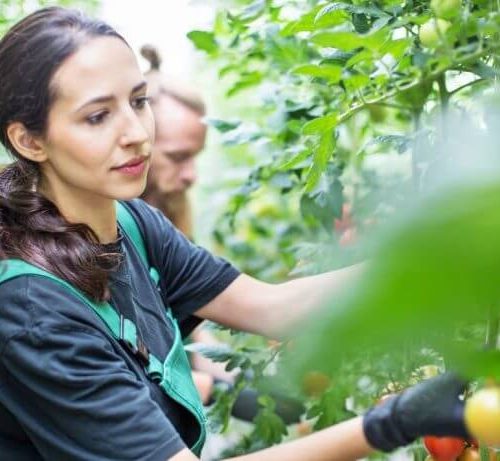 aquaponics-in-germany