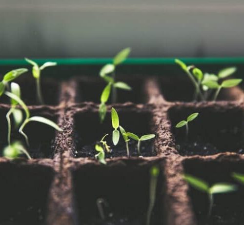 aquaponics-system-black-forest